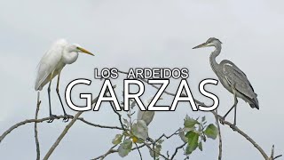 GARZA RealArdea CinereaINVERNADA y pasos Migratorios [upl. by Aleahs116]