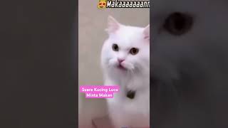 Suara kucing lucu minta makan kucing suarakucing shorts [upl. by Leilamag]