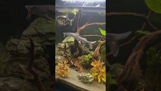 Stormii Catfish is getting BIG [upl. by Biddle]