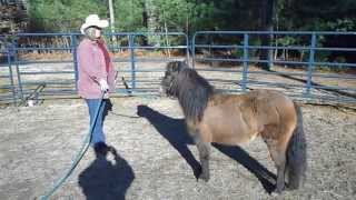 Miniature Horse fear of whips part 2 [upl. by Nena580]