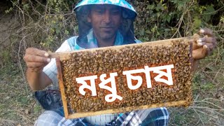 মৌমাছি পালন ও মধু চাষের পদ্ধতি  ApicultureMadhu chash a full documentary Honey business in bengal [upl. by Wawro552]