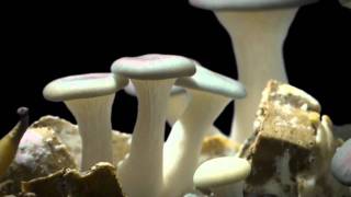 Oyster Mushroom Time Lapse Pleurotus ostreatus [upl. by Nedrud]