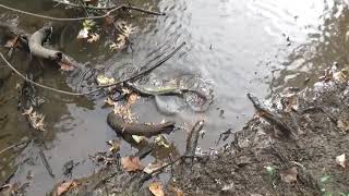 Passaic  Pickerel  Pike  fishing pike pickerel [upl. by Accire519]