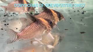 Corydoras cf brevirostris CW27 [upl. by Durr]