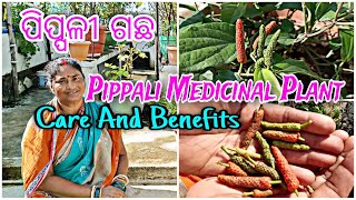 ପିପ୍ଳଳୀ ଗଛ  Pippali Medicinal Plant Care and Benefits  Long pepper  ବୋଉଙ୍କ ବଗିଚା [upl. by Orpah]