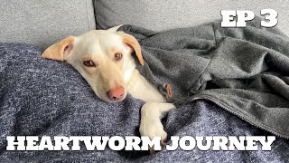 FINALLY We have good news Heartworm Treatment with our Lab Dog  Ep 3  Vlog Health Journey [upl. by Juliano]