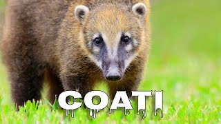 Coati sounds [upl. by Decker]