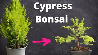 Goldcrest Cypress Bonsai From Nursery Material  Repotting Wiring amp Pruning [upl. by Ayocat]