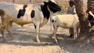 Ox Breeding Small Cow Complete Crossing Process [upl. by Keeton966]