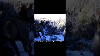 Elk Stampede ￼ nature wildlife elk colorado wildlifephotography animals trailcam [upl. by Adiuqal]