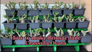 How to make Bonsai JadeCrassula Ovatafrom cuttings [upl. by Akel356]