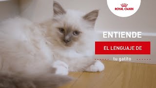 Entiende el lenguaje corporal de tu gatito  Royal Canin [upl. by Rabaj]