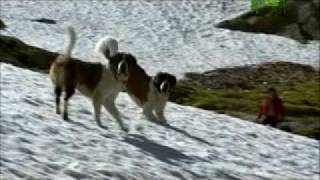 Dogs 101  Saint Bernard [upl. by Lesoj194]