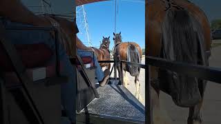 Got a ride ohio clydesdale explore [upl. by Yer]