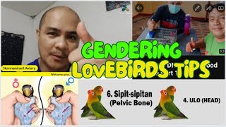 Gendering Lovebirds Advice gendering dna lovebirds [upl. by Lynnett]