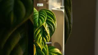 How to Grow Stunning Philodendrons Indoors 🌱  Twig Terrace [upl. by Vallo]