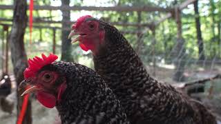 Fixing up the chicken pen with straw and hay [upl. by Glynas]