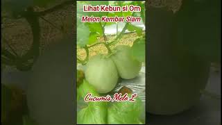 CUCUMIS MELO L  Melon Kembar Siam [upl. by Pennington]