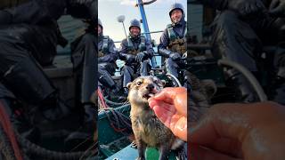 CUTE otter rescue by fishermen🌊🦦 [upl. by Fasta]