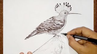 How to draw Hoopoe  Bird Drawing [upl. by Cherilyn]