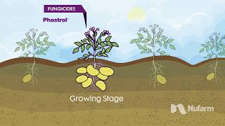 Nufarm Potato Crop Protection Overview [upl. by Asreht]