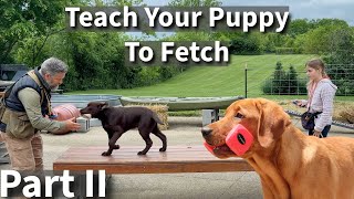 Teach Your Puppy To Fetch Part Two  Labrador Retriever Puppy Training Session [upl. by Evetta588]