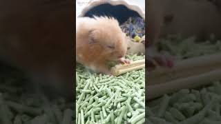 How Hamsters Trimming Teeth  Hamster Island [upl. by Niggem]