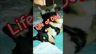 Life of Dog doglife corgi funnydogs cute cutedog funny shorts funnypets dogvideo comedy [upl. by Anivlis912]