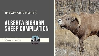 Alberta Bighorn Sheep Compilation BIGHORN SHEEP  THE OFF GRID HUNTER [upl. by Ciredor]