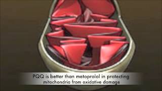 How PQQ BioPQQ Grows New Mitochondria and Slows Aging [upl. by Pol]