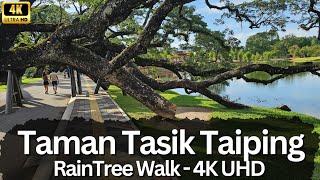 Enchanting Taman Tasik Taiping RainTree Walk  4K UHD Adventure 🌳🚶‍♂️ [upl. by Aninat]