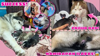 Malia Gave Birth  NAHIRAPAN ILABAS ANG PUPPIES  Husky Pack TV [upl. by Cockburn]