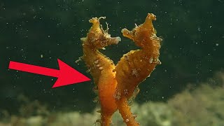 Cute SeaHorse Mating and Giving Birth [upl. by Alemahs]