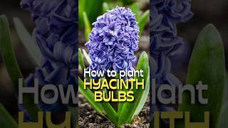 SHOCKINGLY Easy Hyacinth Planting Hacks You Need to Know shorts [upl. by Neemsaj864]