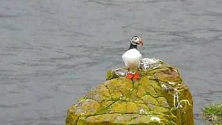 Papageientaucher Fratercula arctica  Puffin  Island [upl. by Enined]