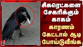 சிகரெட்களை சேகரிக்கும் காகம் காரணம் கேட்டால் ஆடி போய்டுவீங்க  Crows Pick Up Cigarette [upl. by Ayetal620]