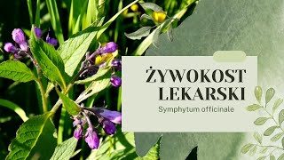 ŻYWOKOST LEKARSKI  Leczy i nawozi uprawy Kompendium Wiedzy żywokost żywokostlekarski ogród [upl. by Ardella]