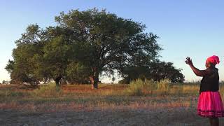 About Marula tree and Marula juice [upl. by Nnylsaj]