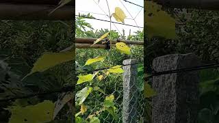 Grape plant starts to climb up high on trellis enjoy rural life gardening amp nature rurallife [upl. by Plume778]