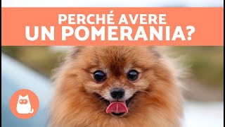 VANTAGGI di AVERE un POMERANIA 🐶✅ 7 motivi principali [upl. by Namad393]