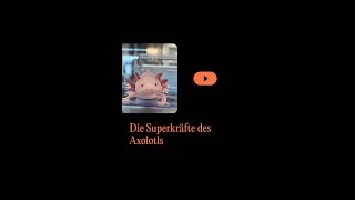 Die Superkräfte des Axolotls [upl. by Alegna39]