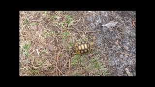 Removing Baby Gopher Tortoise From the Road [upl. by Fabiola]