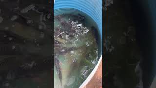 Fish Aquarium Benefits youtubeshorts telugushorts facts video [upl. by Eirol760]