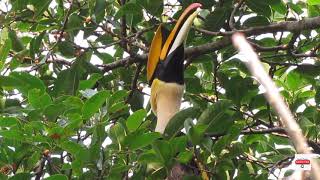 Call of Great Hornbill Male [upl. by Ahsilef]