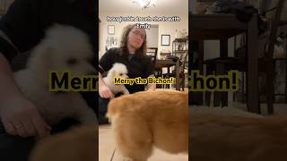 Merry the bichonfrise and Eowyn the corgi  asl signlanguage fyp foryou [upl. by Annmarie]