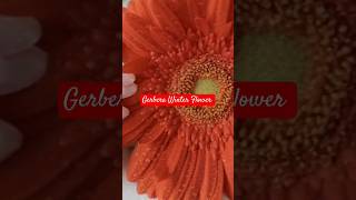 Gerbera Winter flower plant beautiful gerbera shorts plants gardening [upl. by Lukash]