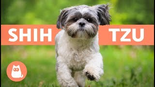 SHIH TZU en español  Características y cuidados [upl. by Tengdin]