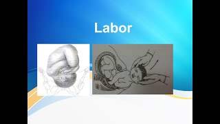 Normal Labor and its mechanism [upl. by Lazos587]