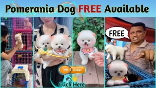 FREE FREE Pomeranian Dog Available  Teacup Dog  Pocket Dog  Cute puppies price in India  viral [upl. by Trescha]