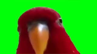 Laughing Red Bird Meme Green Screen [upl. by Dowski]